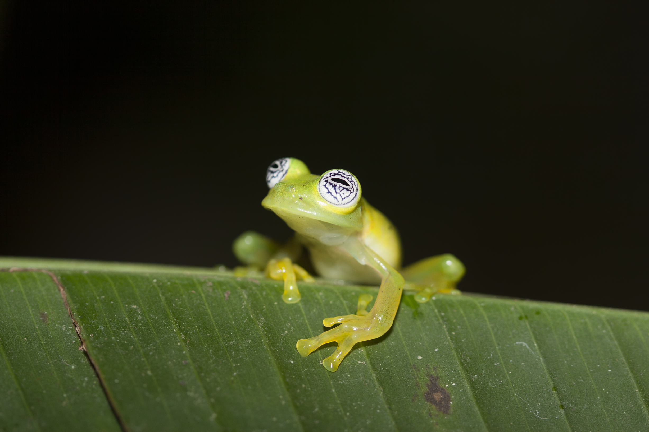 Glassfrog parental strategies emphasize the value of teamwork