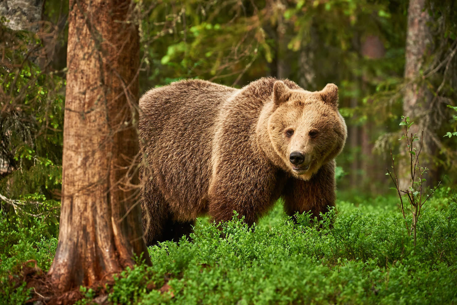 Study: Brown bears communicate through smelly feet