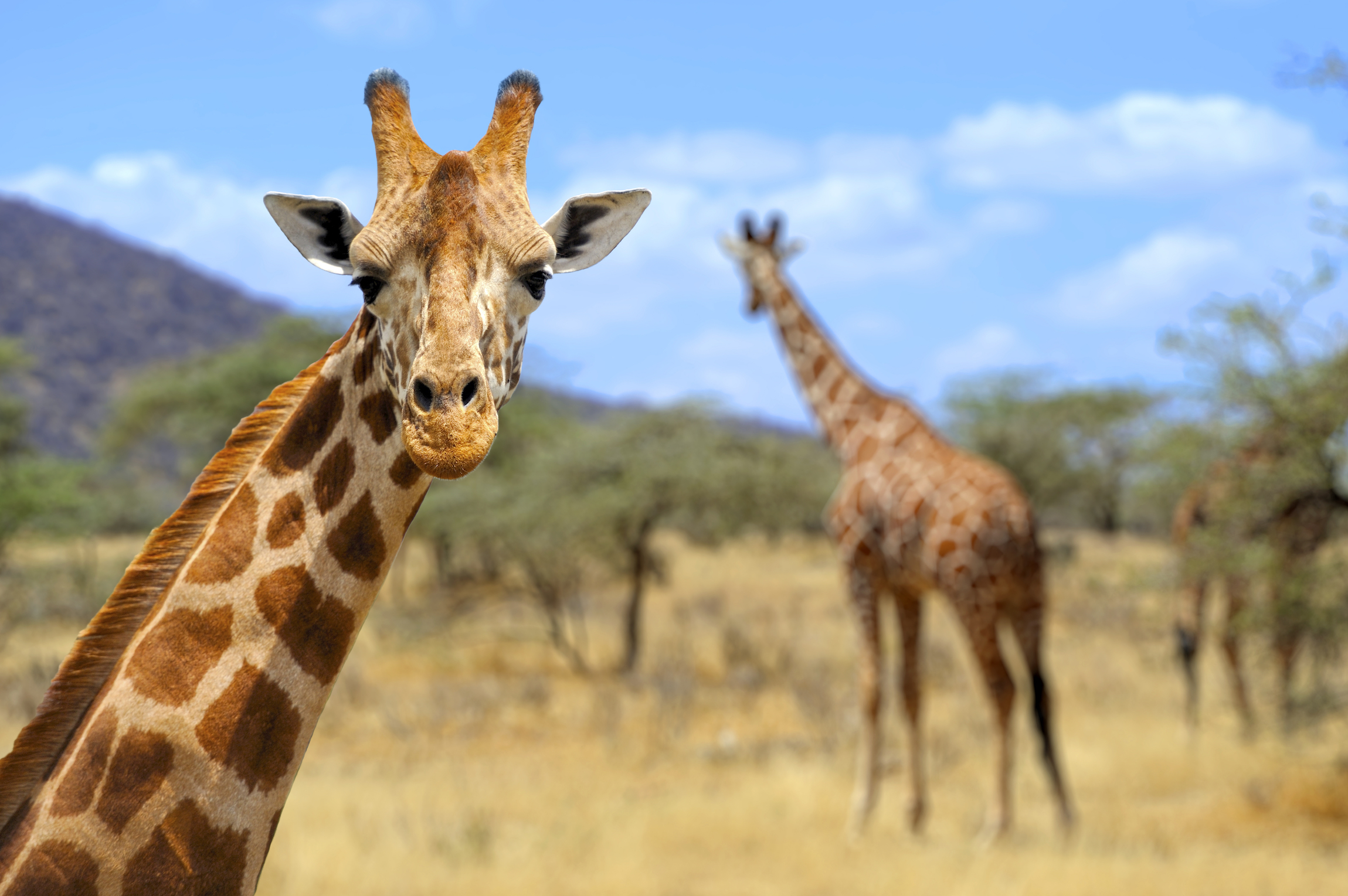 Your world: The greatest giraffes of Instagram