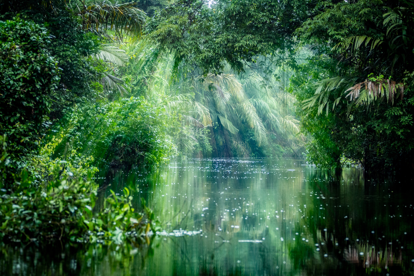 Your world: Rainforests of Instagram