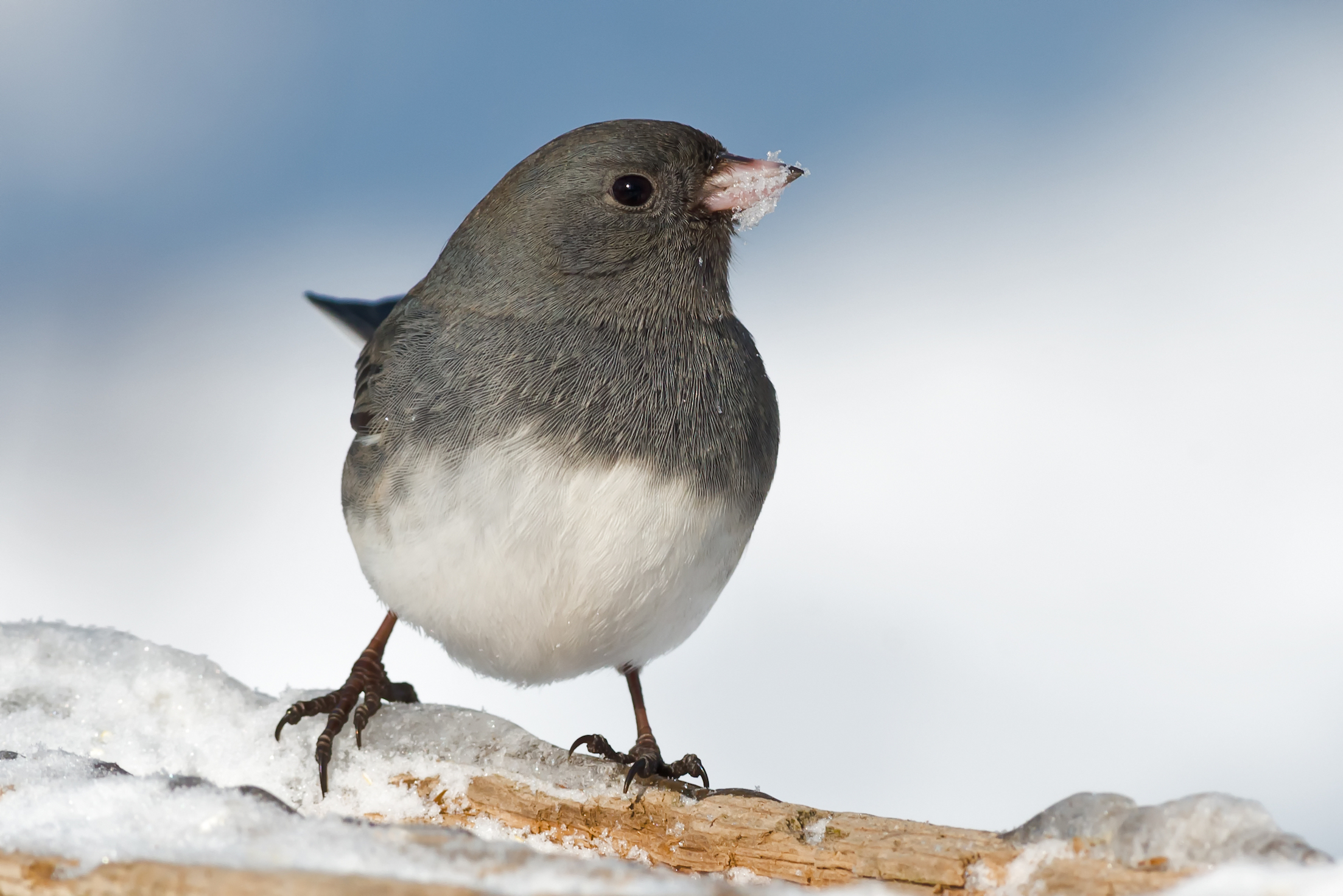 Certain birds may not be as monogamous as previously thought