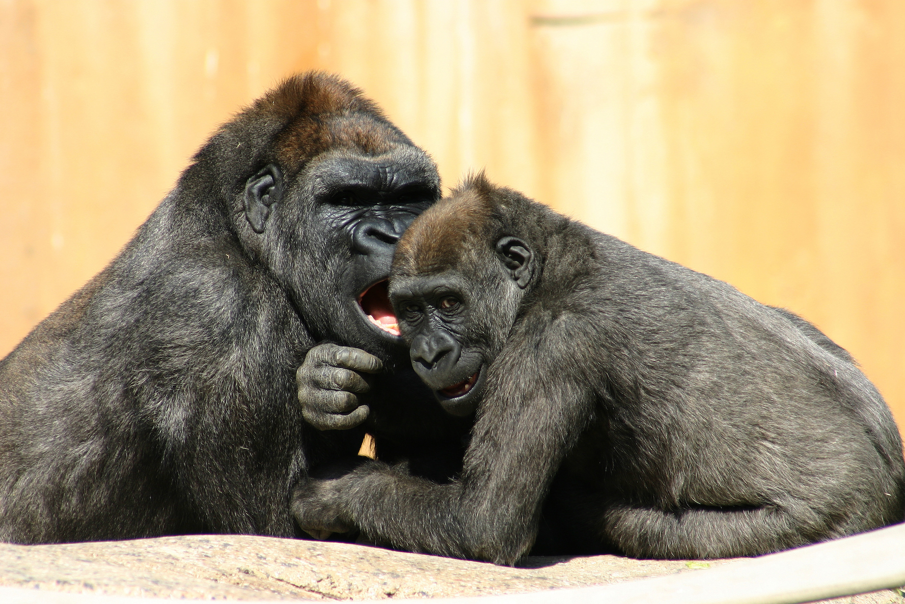 Earth.com Exclusive: Wild ways that animals communicate