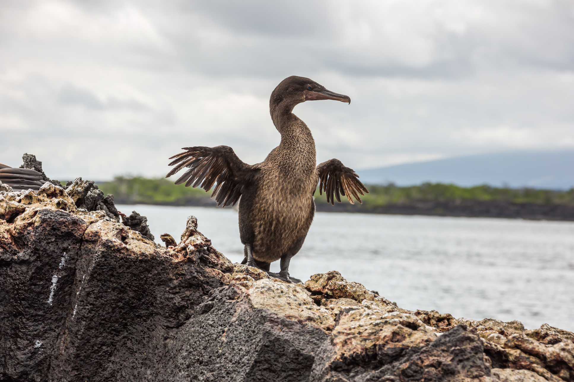 Why this Galapagos bird lost its ability to fly