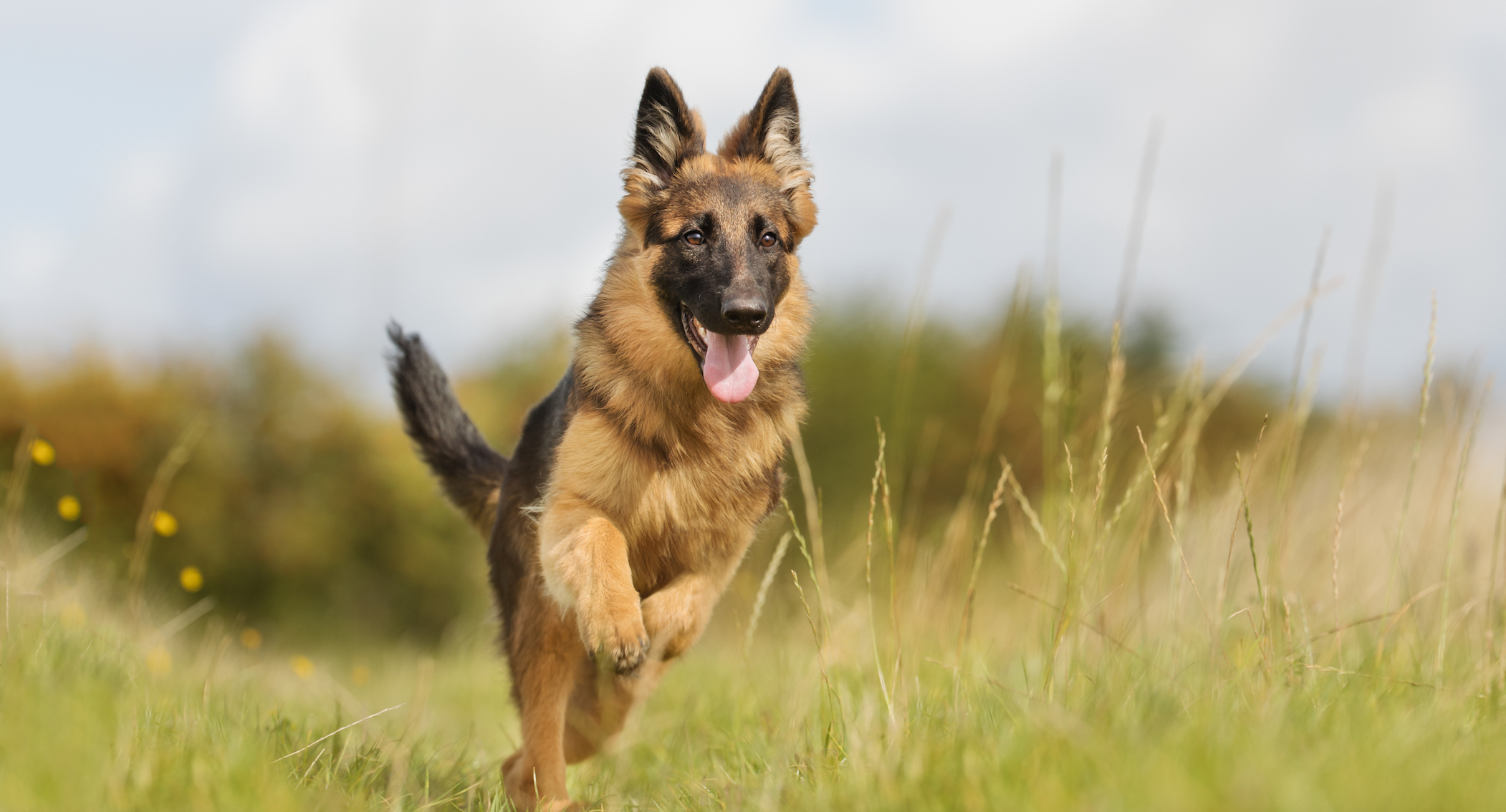 German Shepherd study reveals health consequences of breeding