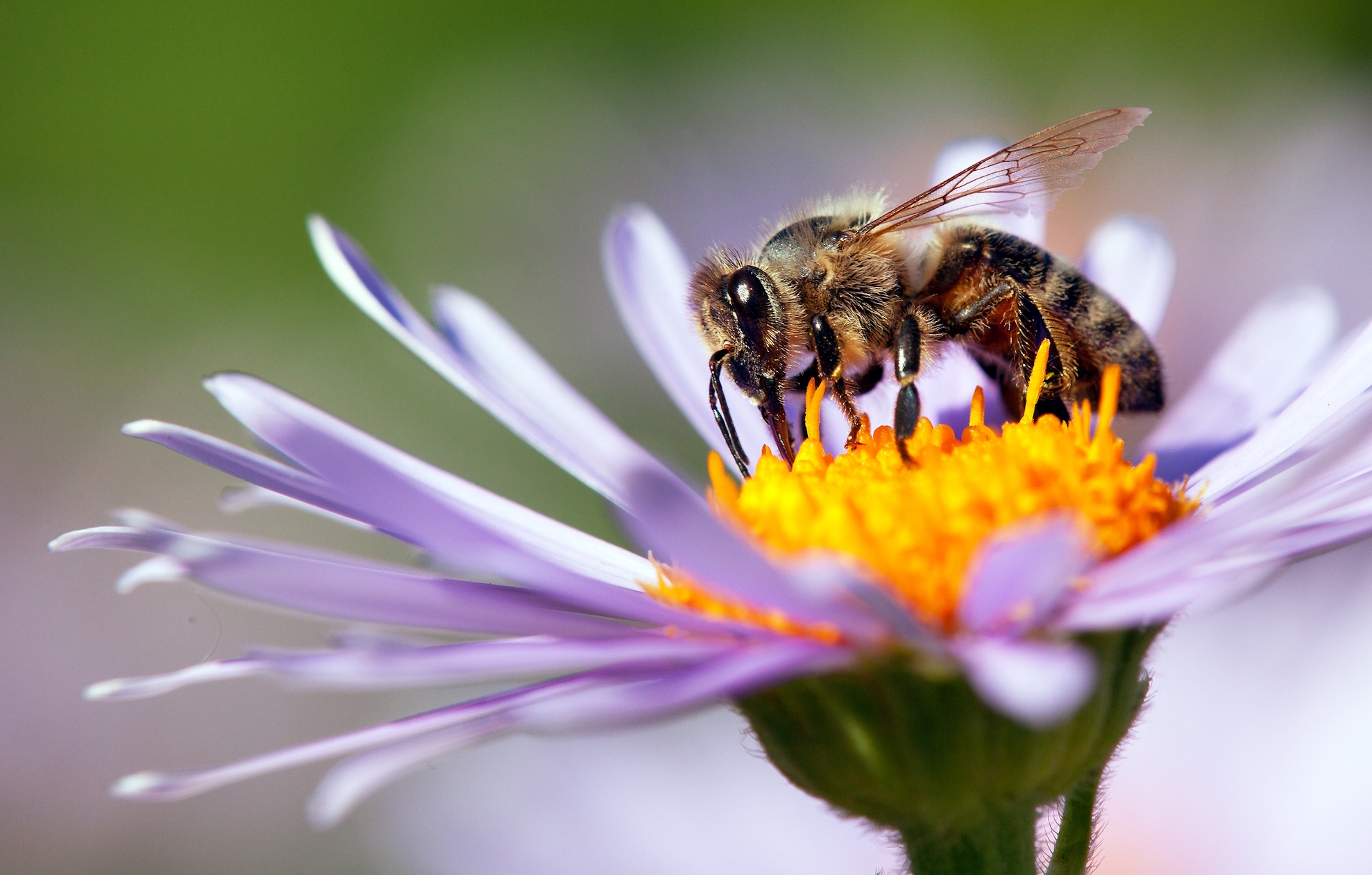 Most people know very little about bees