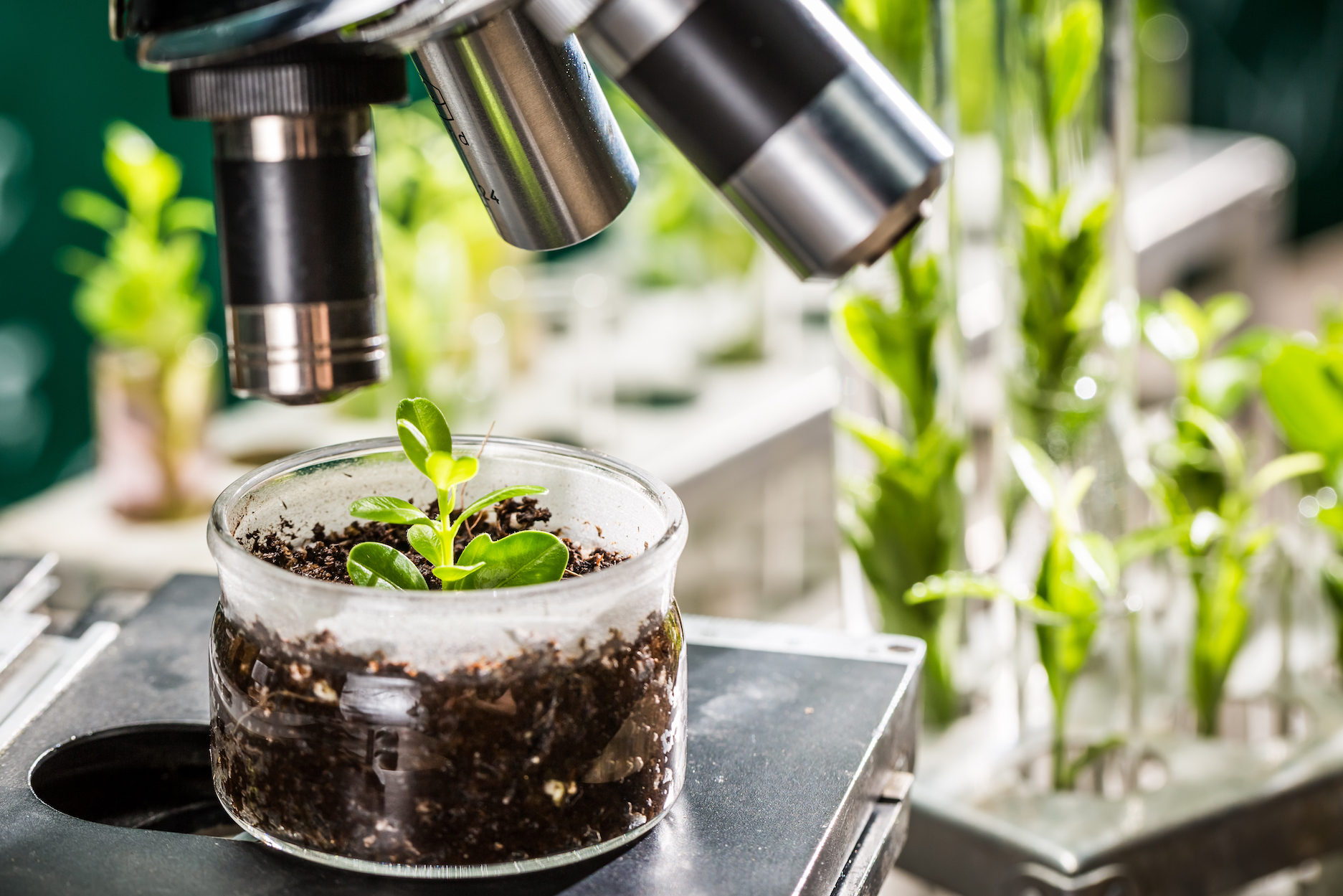 New technology revolutionizing plant breeding to meet demand