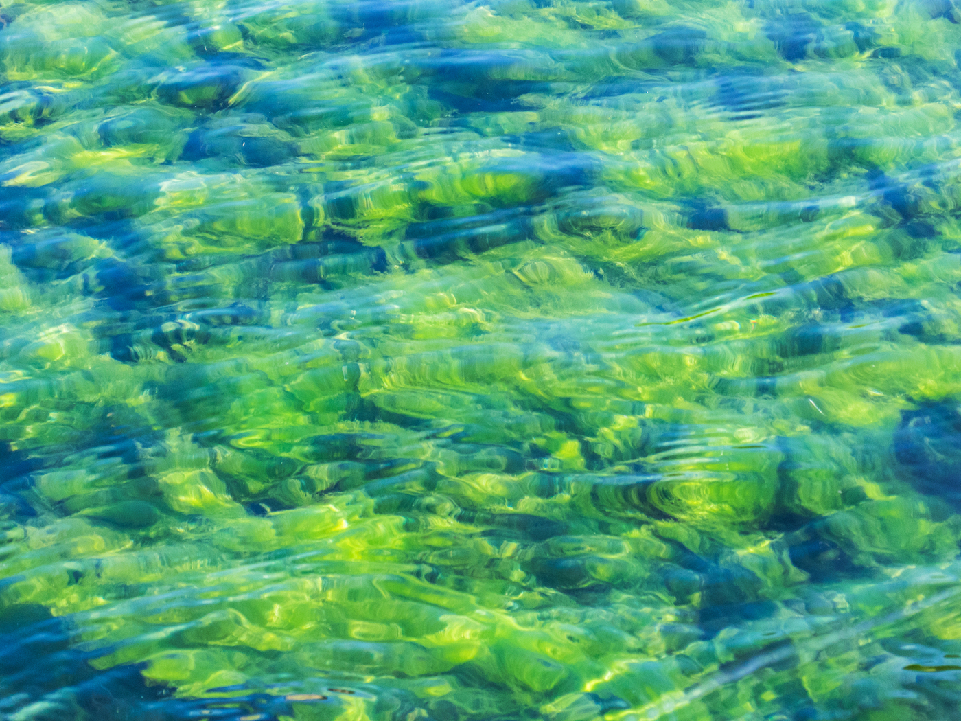 Green algae could help solve future food shortages