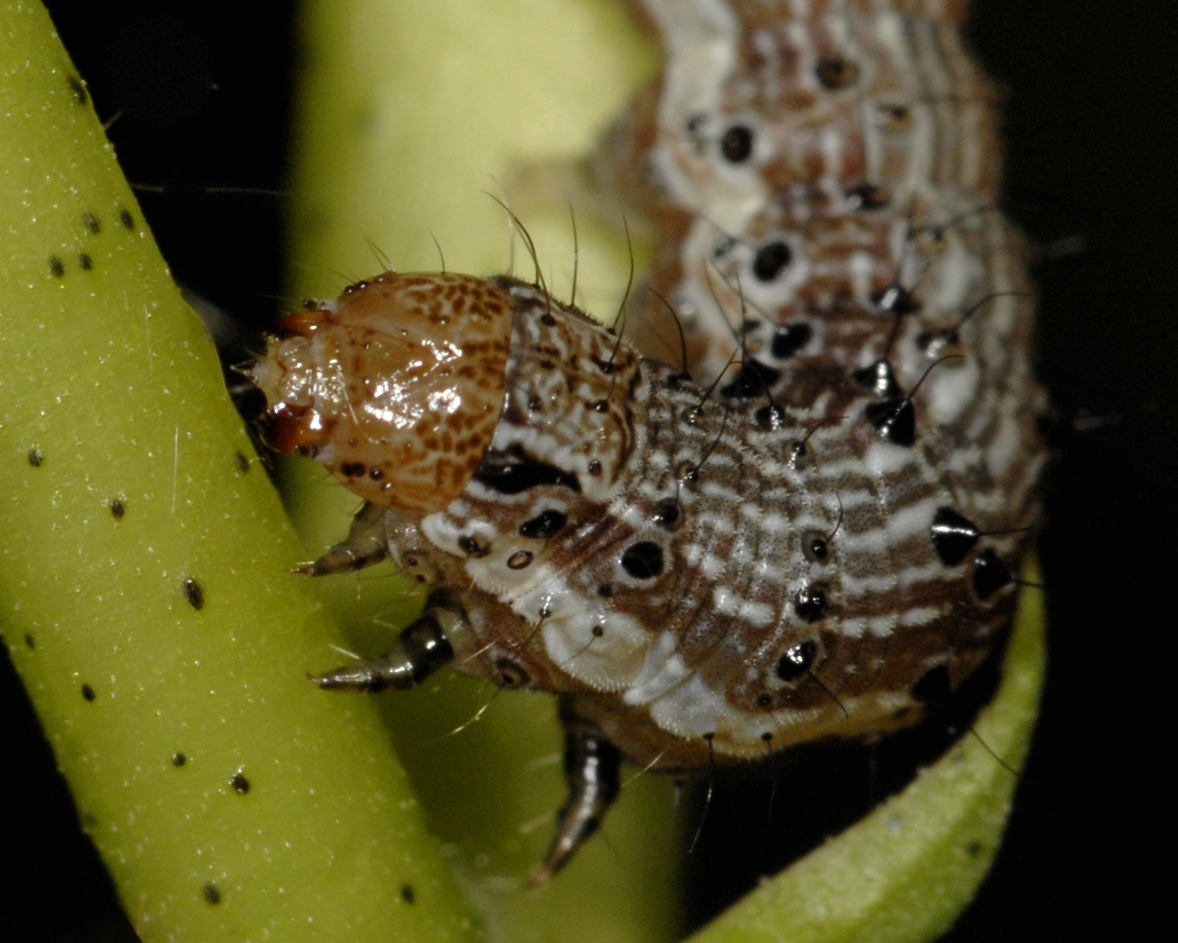 Pests are becoming resistant to genetically modified crops