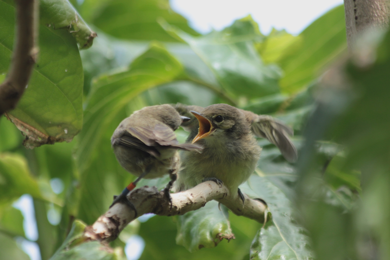 Birds don’t mind babysitting, as long as they get paid