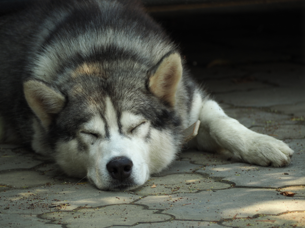If you want a smarter pet, let sleeping dogs lie