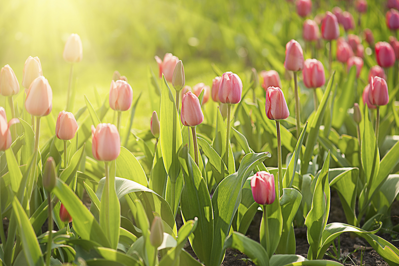 Even casual observation of plants reveals climate change impact