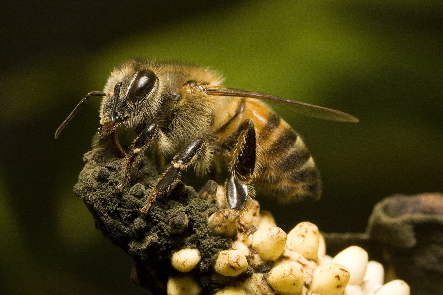Killer bees in Puerto Rico evolved to be less aggressive