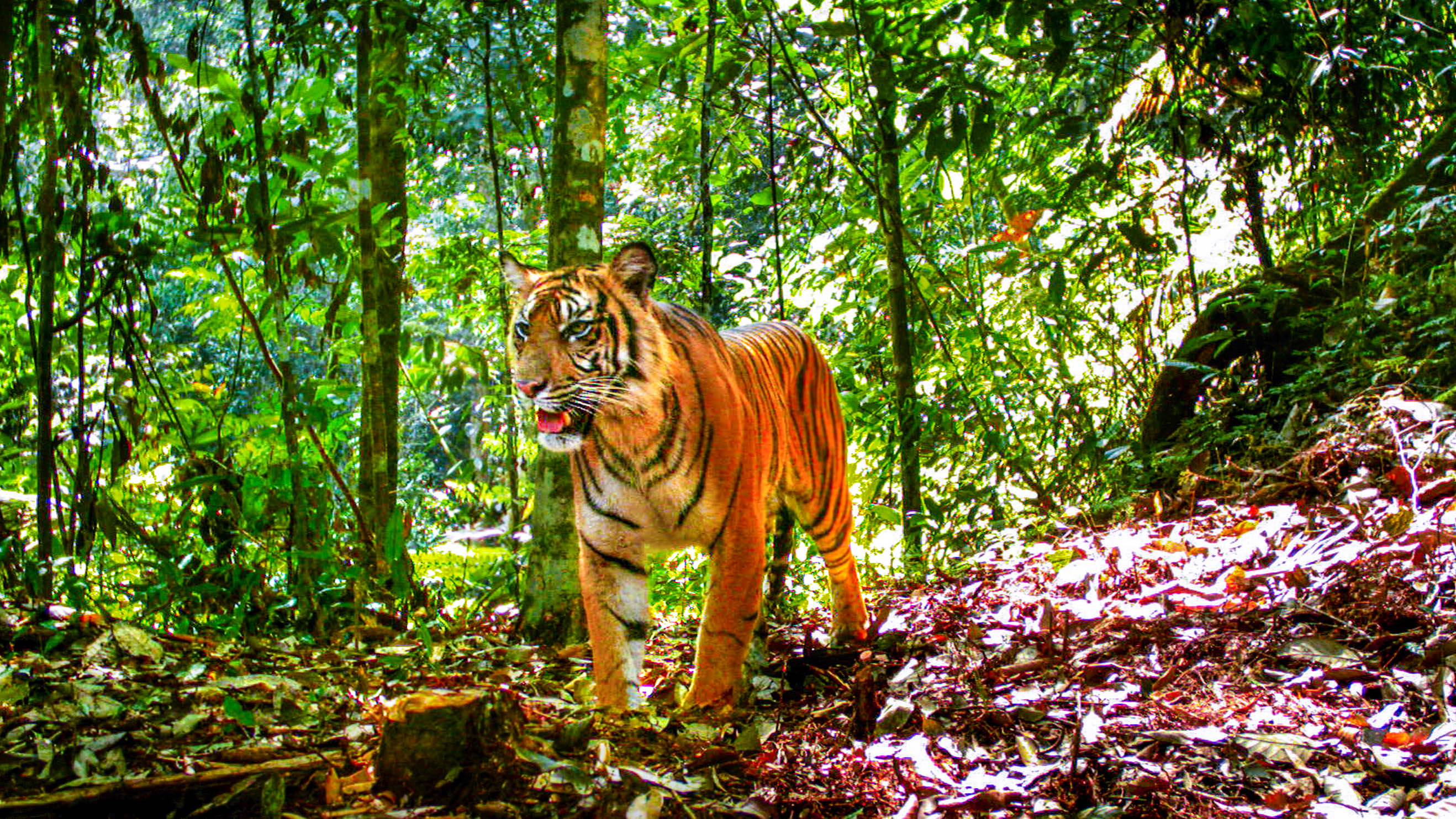 Sumatran tigers struggle in fragmented forests