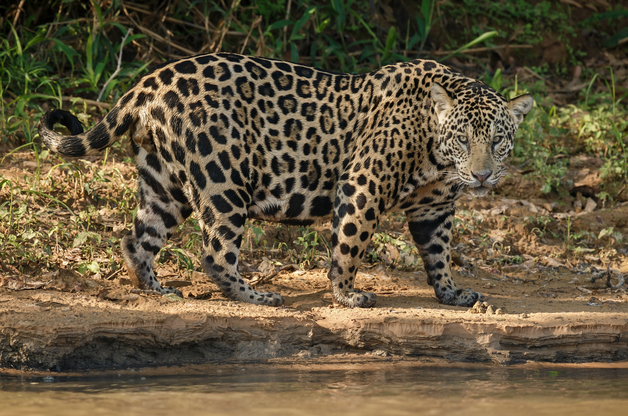 Earth.com exclusive: Beef, jaguars, and the border wall