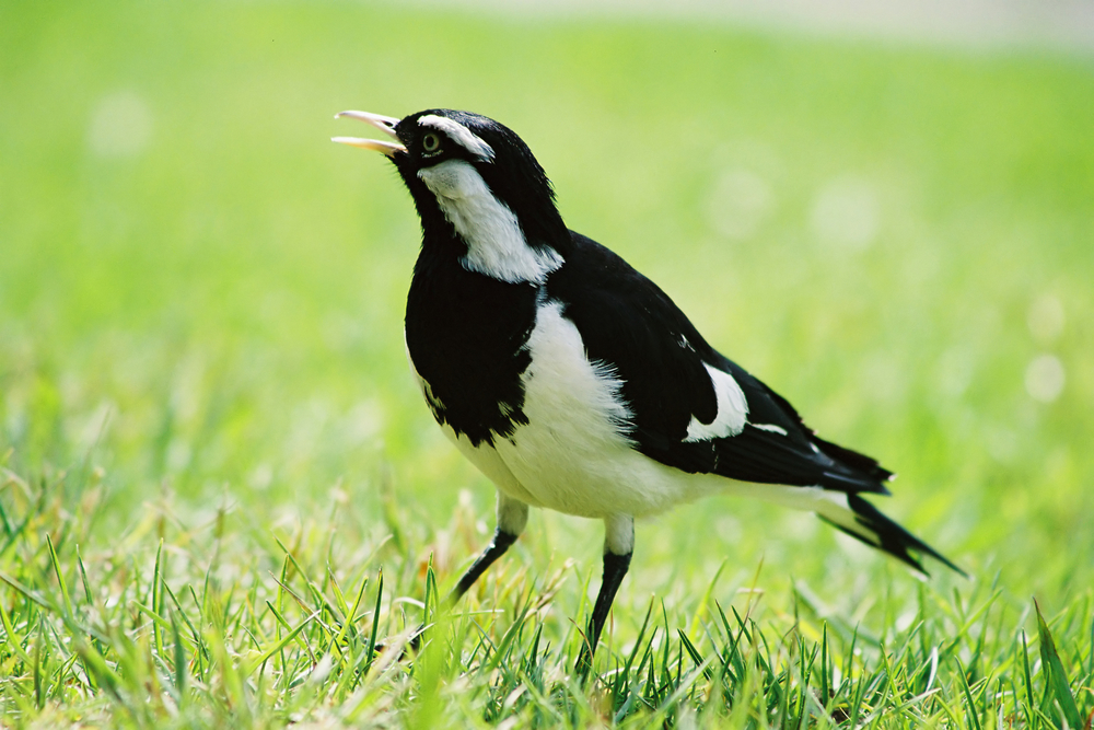 Songbirds dance to coordinate their music