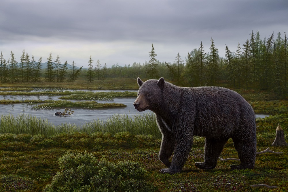 Ancient bear had a sweet tooth, researchers say