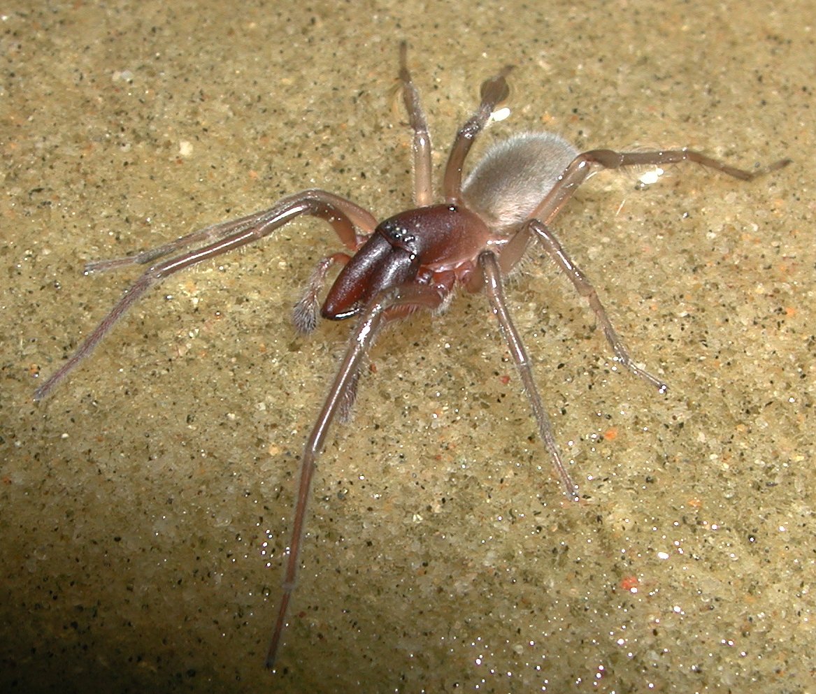 New species of spider named after Bob Marley