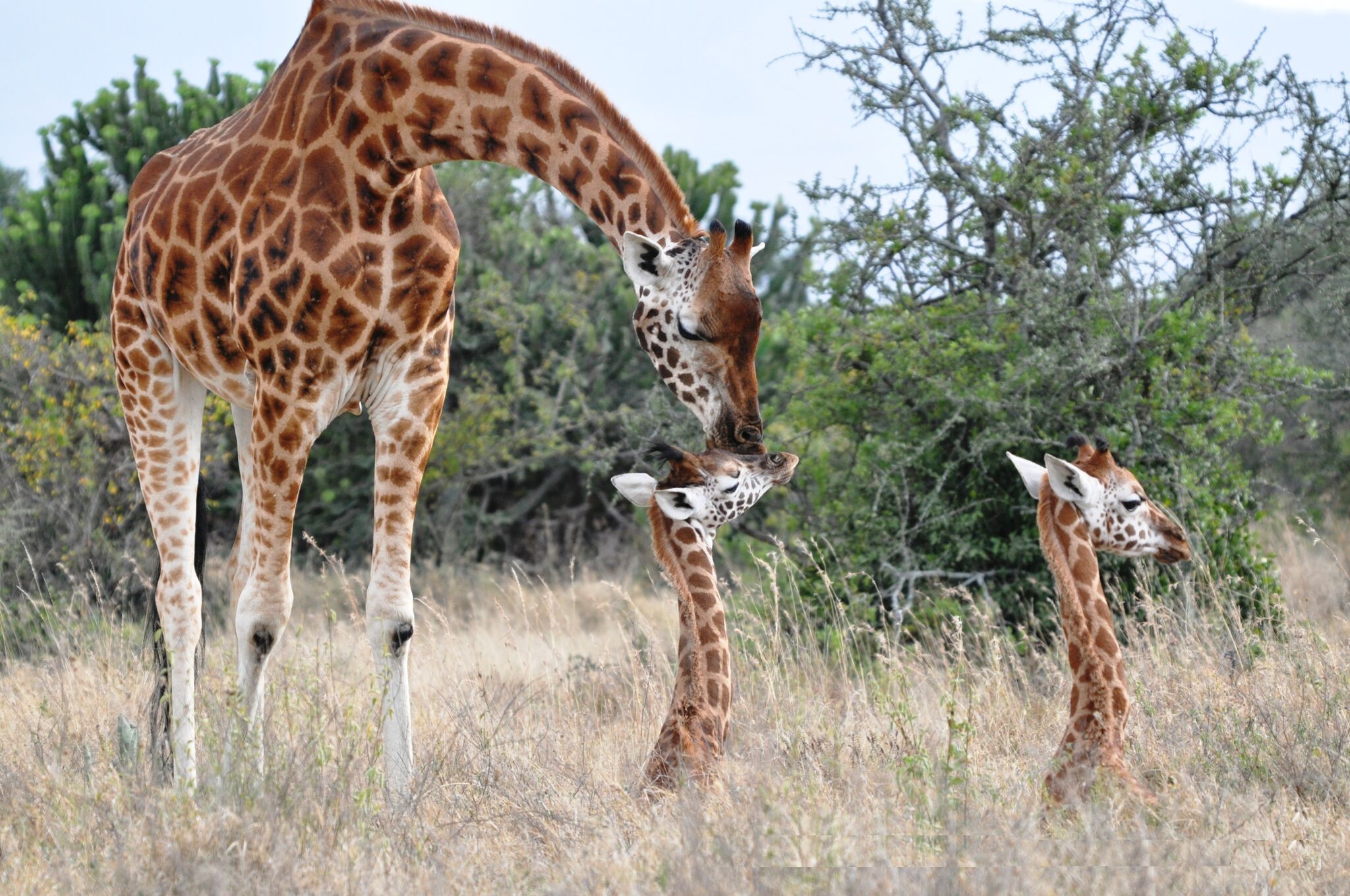 Giraffe populations declining, forced to live alongside predators