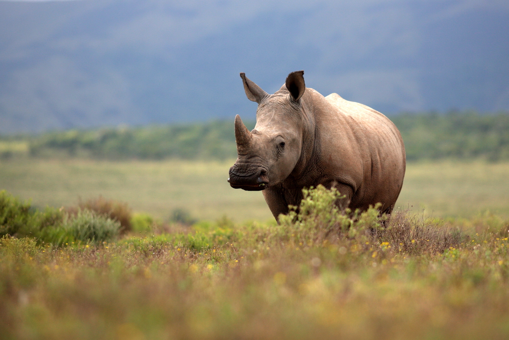 DNA evidence used to convict rhinoceros hunters