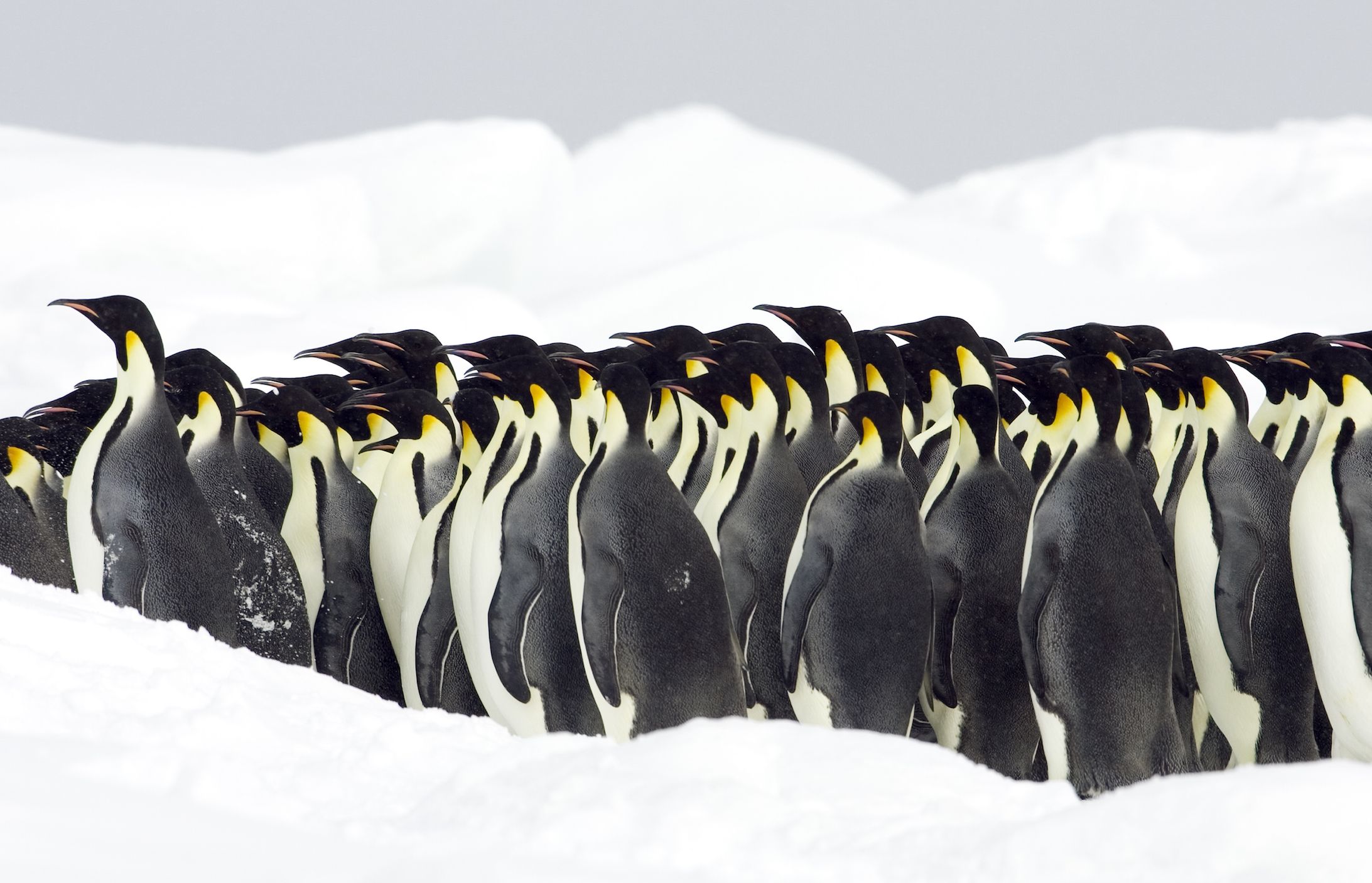 Emperor penguins can snack to to break up their famous fasts