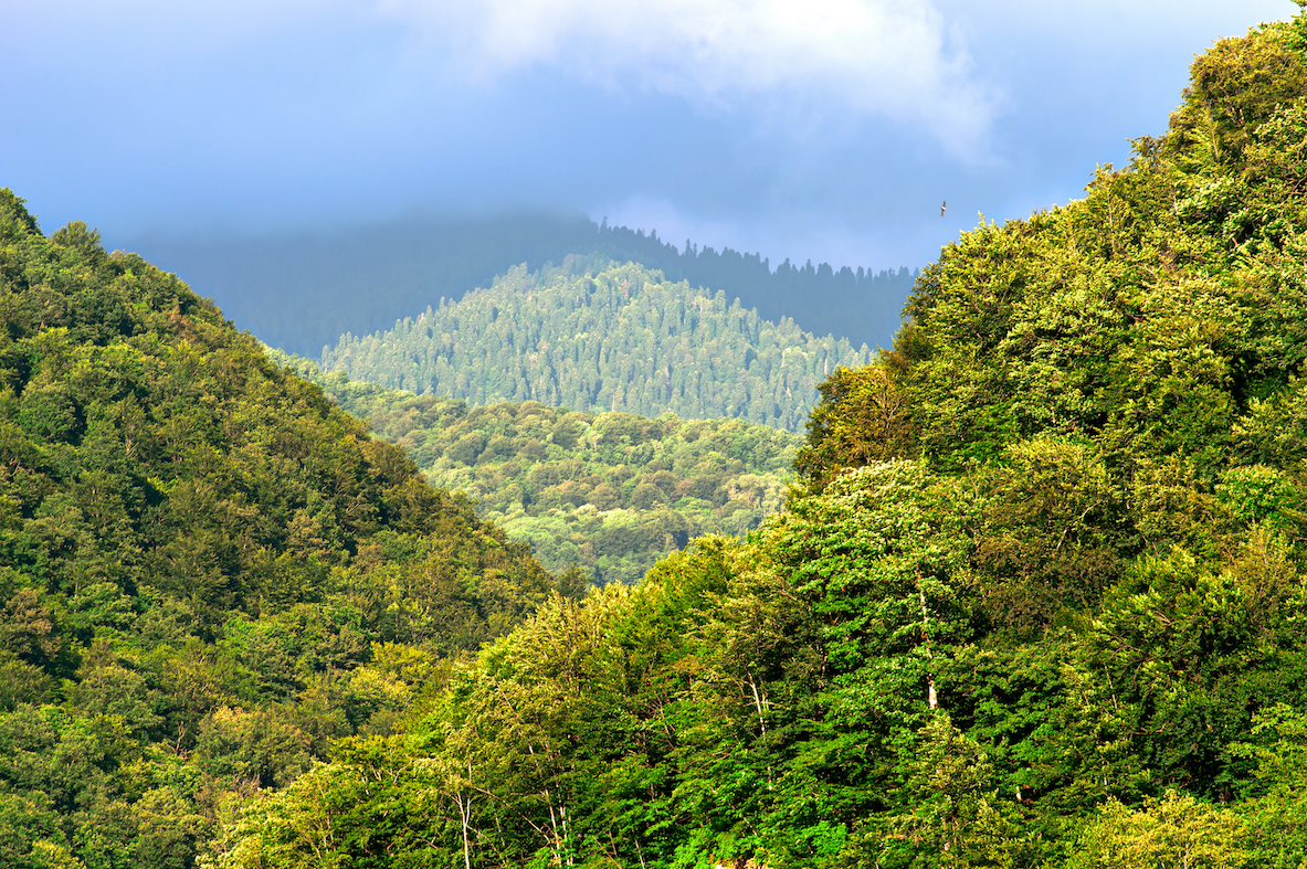 Satellite data helps forest management and regeneration