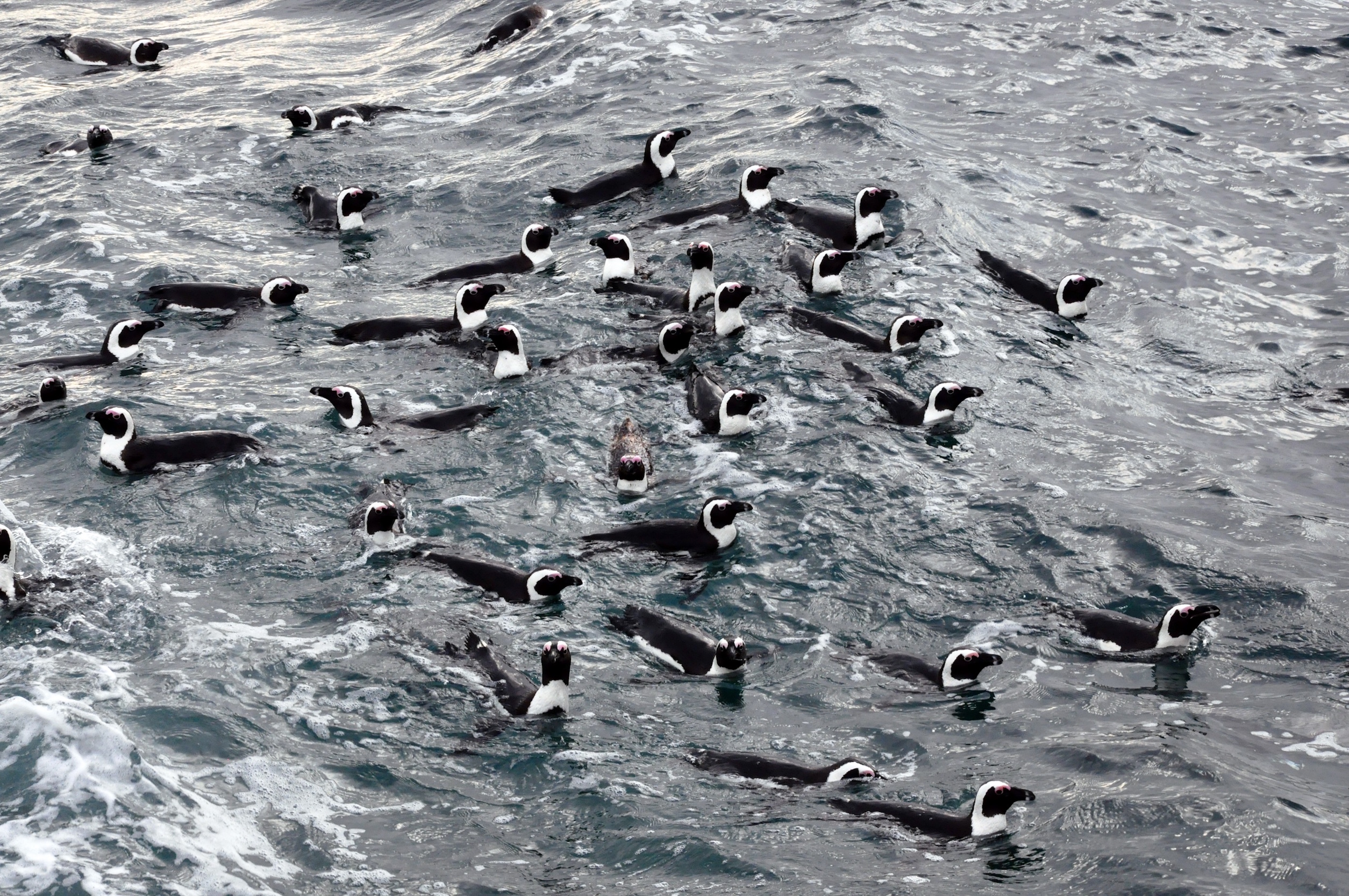 No-fishing zones helping endangered penguins bounce back