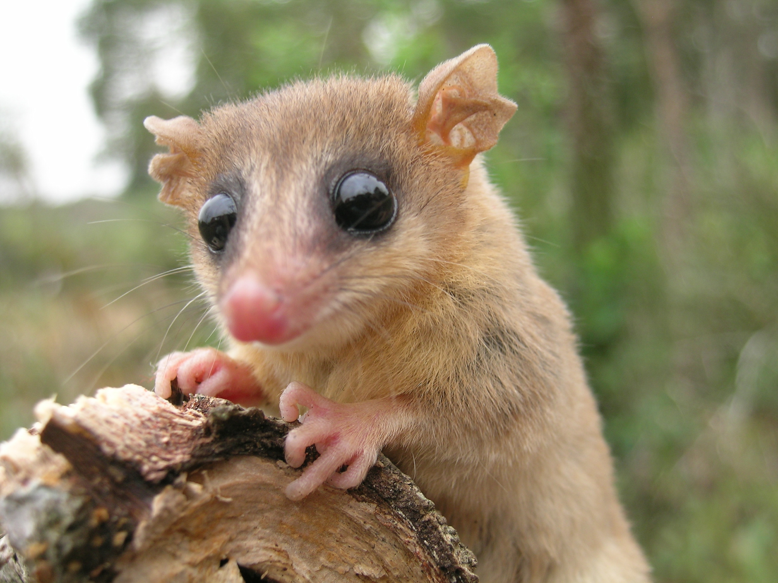 Protecting animals in the Atlantic Forest amidst deforestation