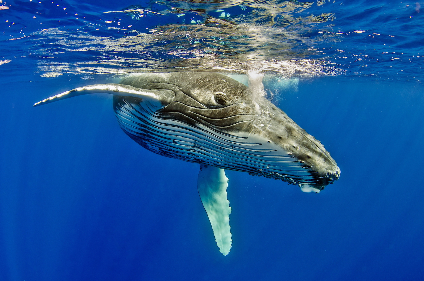Whales and filter feeders ingest 171 plastic items per day