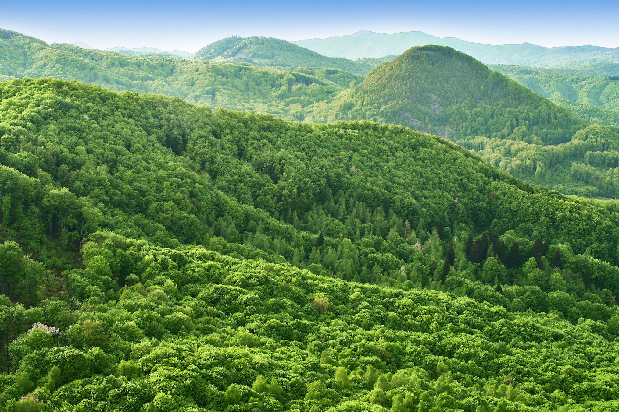 Plants first began covering the Earth 520 million years ago