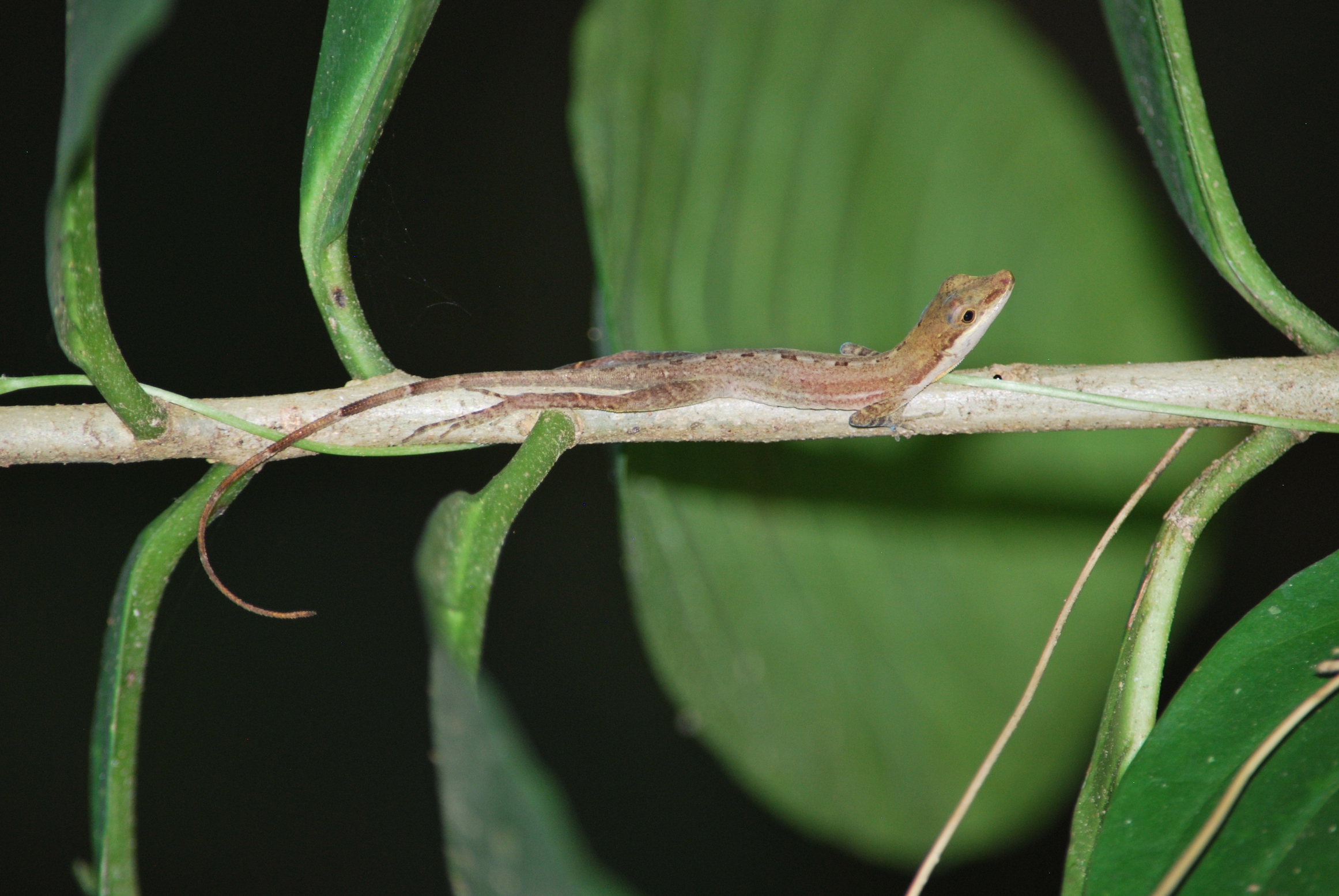 Why there are so many different species of lizards