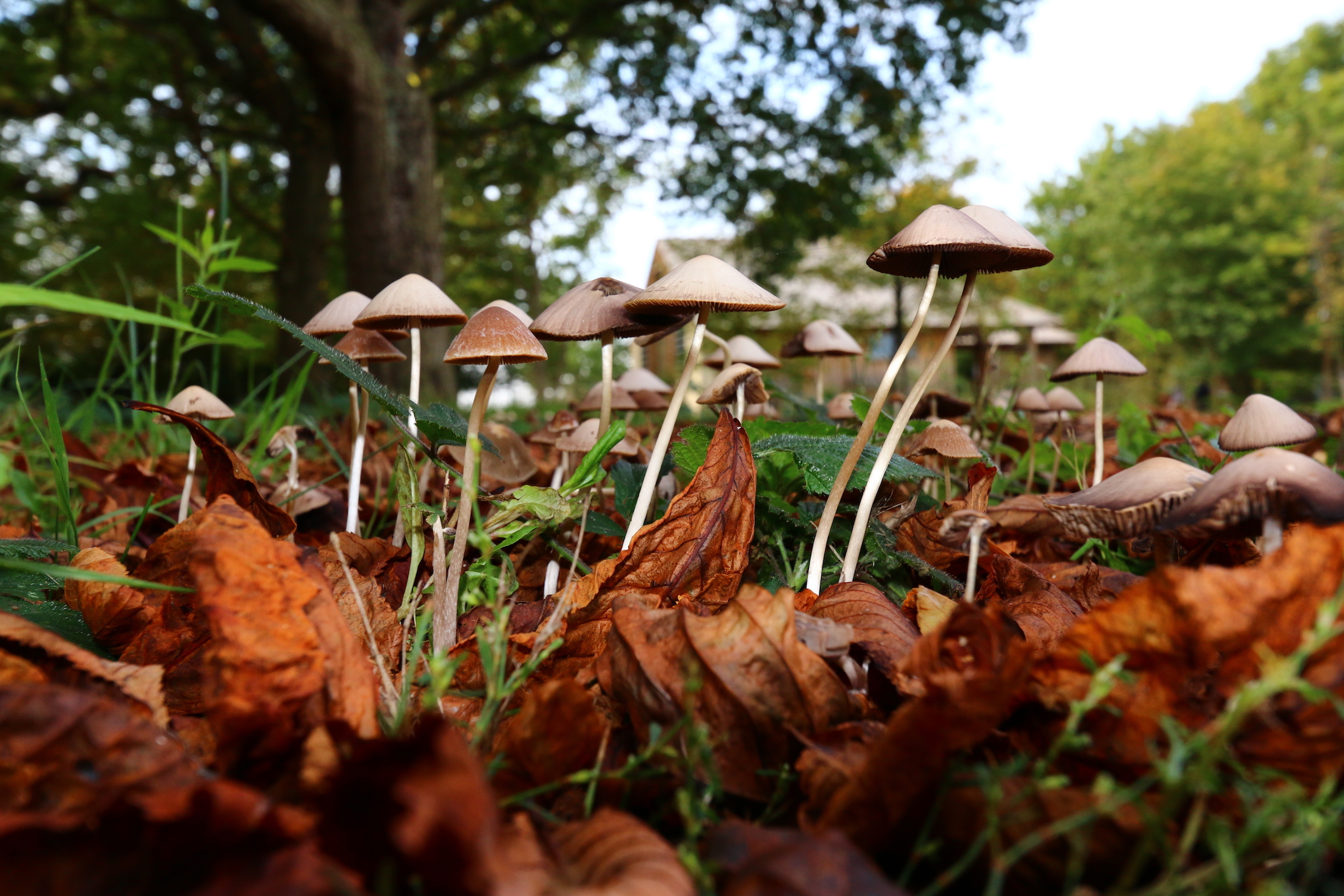 Mushrooms may have become hallucinogenic to ward off predators