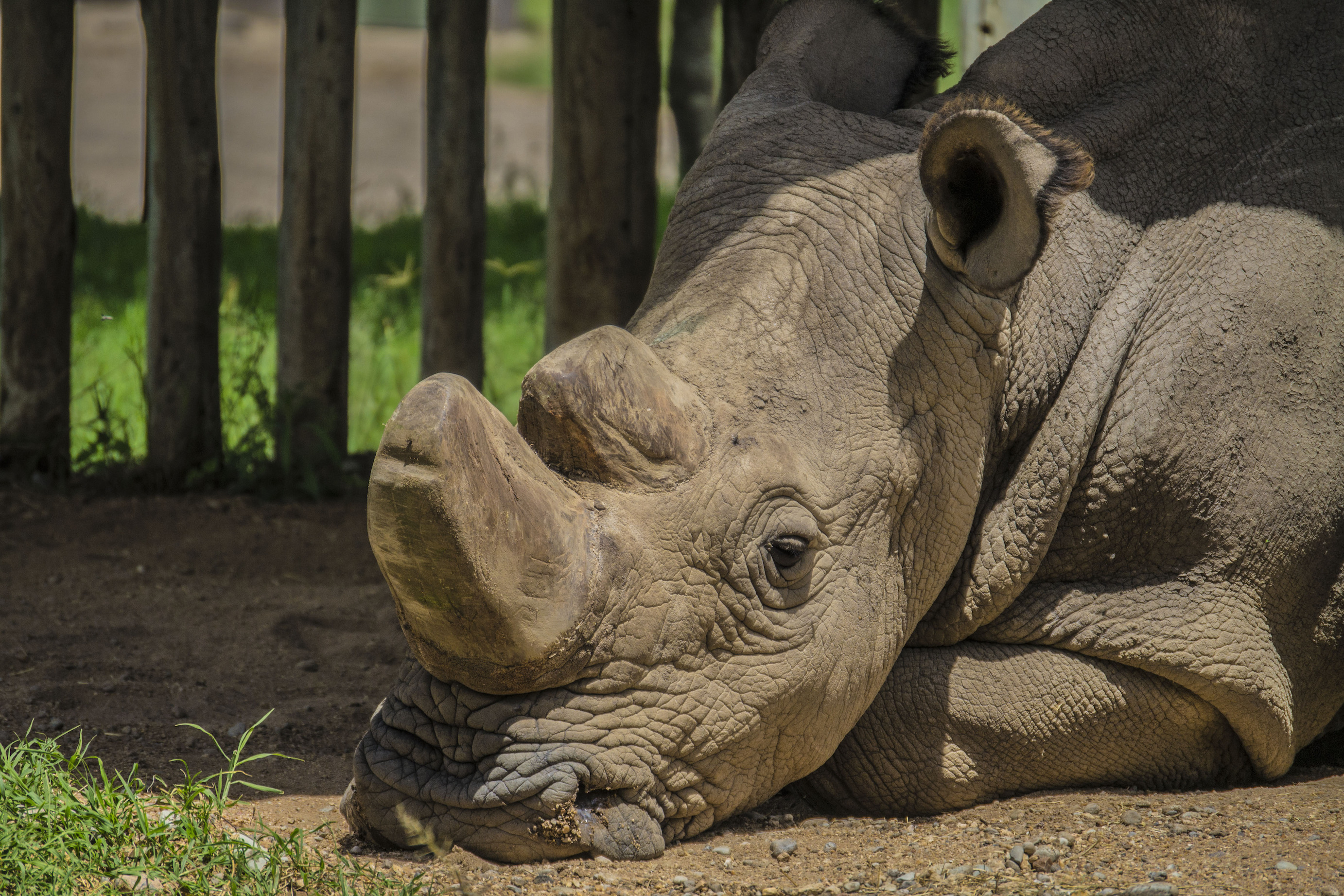 Earth’s last male northern white rhino has died