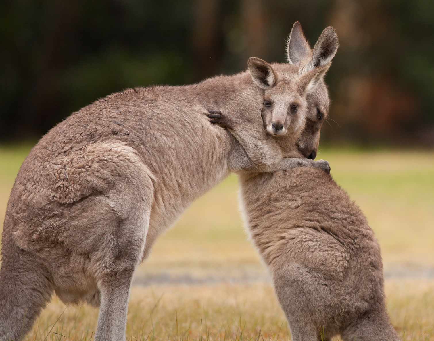 Love and attention from a mom impacts genetic code of offspring