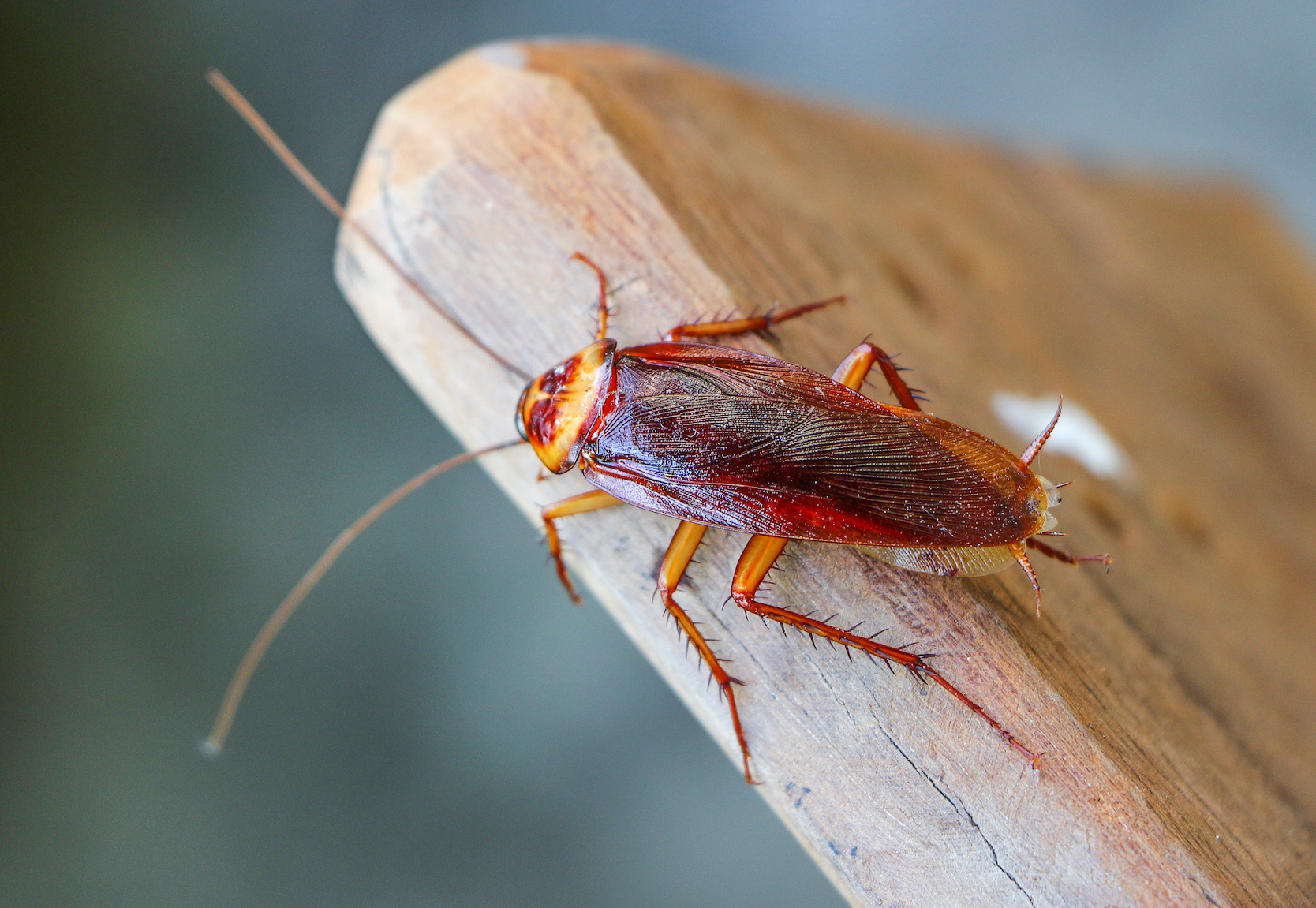 Why American cockroaches can survive almost anything