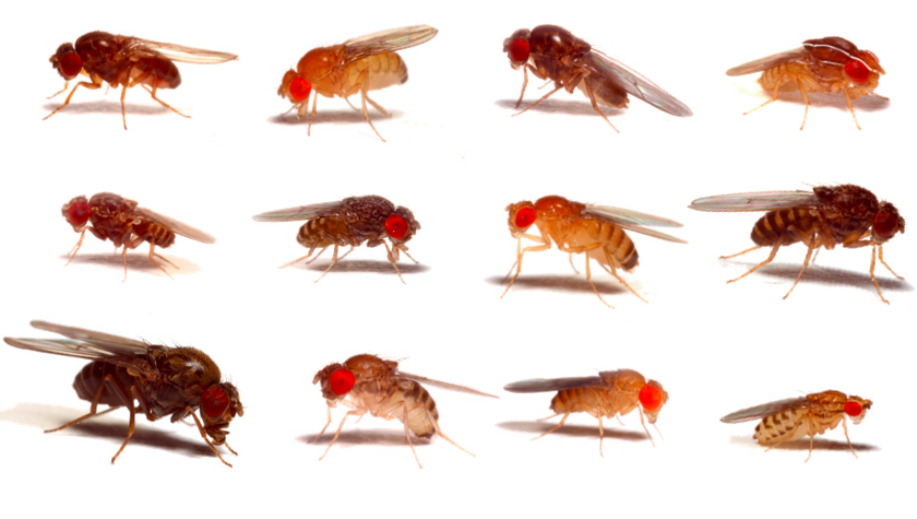 Viruses are more likely to jump along closely related species