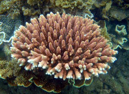 Finally some optimistic news for coral in Earth’s warming oceans