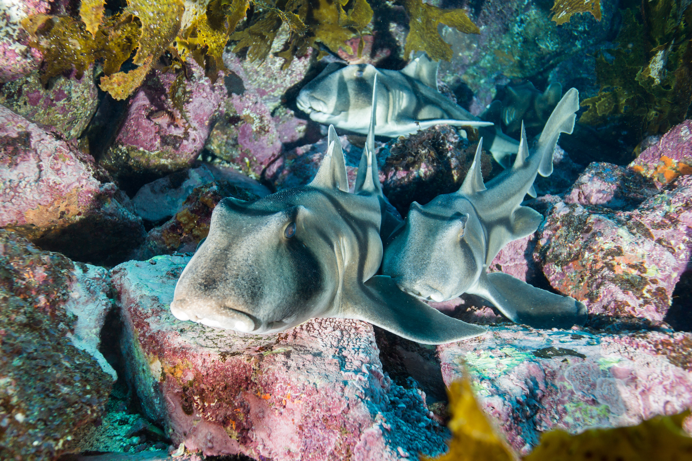 Sharks are smarter than you think, can associate music with food