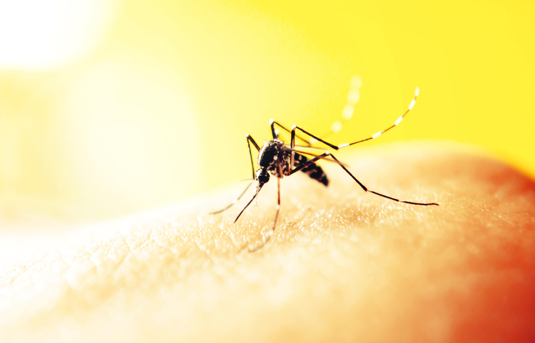Mosquito saliva causes immune responses that last for days