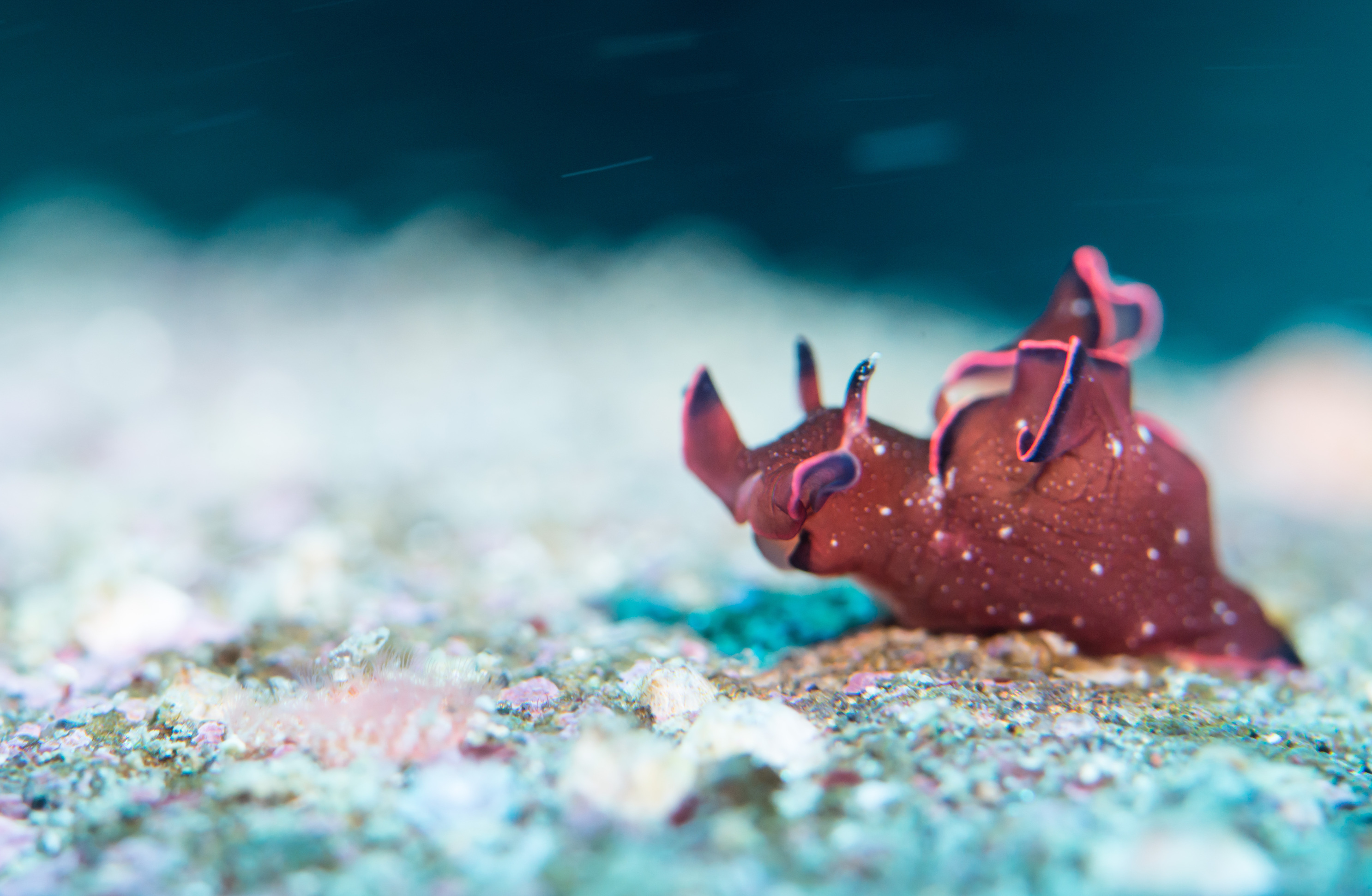 Scientists successfully transplant memory between snails