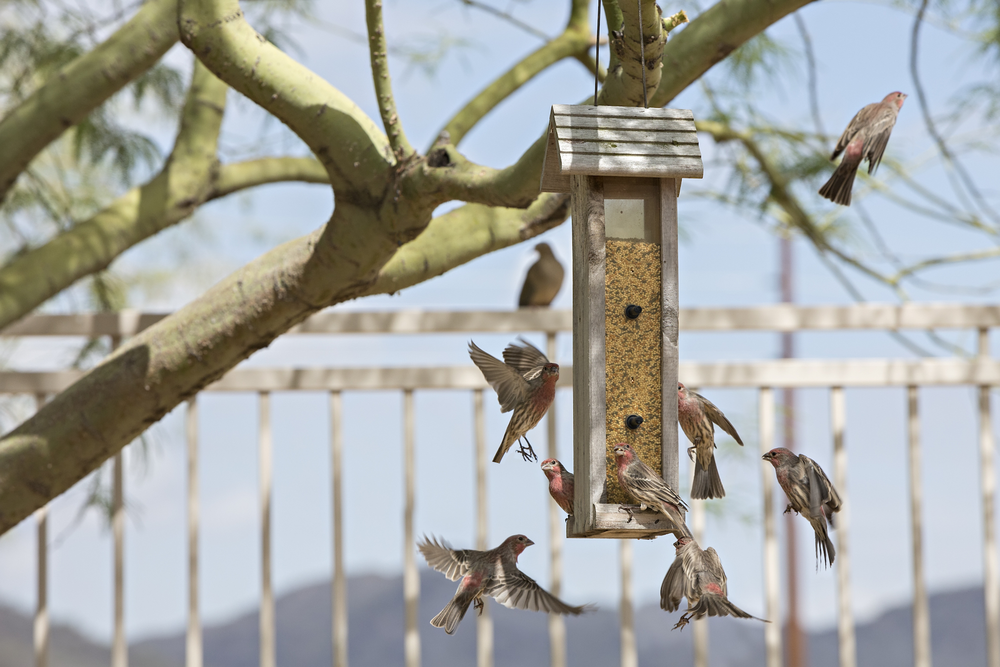Are bird feeders really helping birds in the long run?