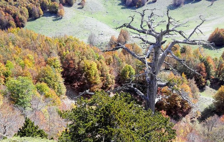 Oldest living tree in Europe is still going strong