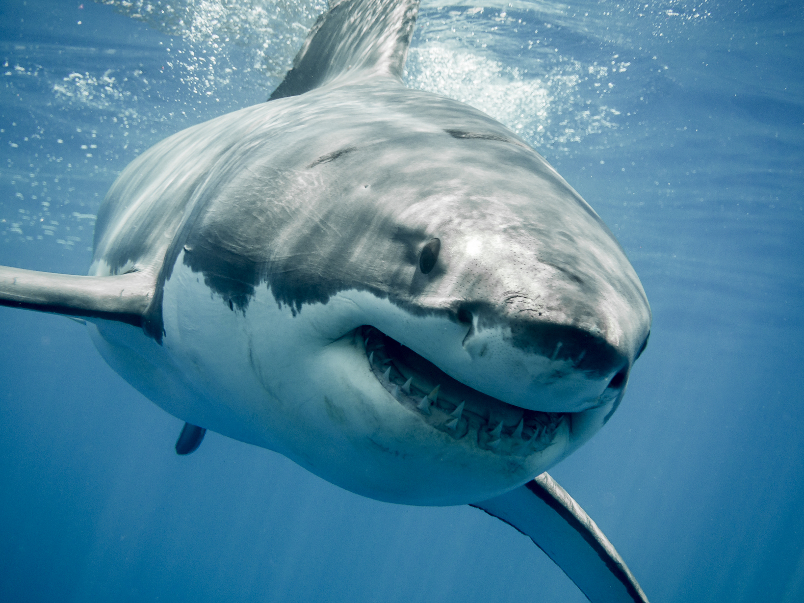 Sharks have a sixth sense that turns them into focused hunters