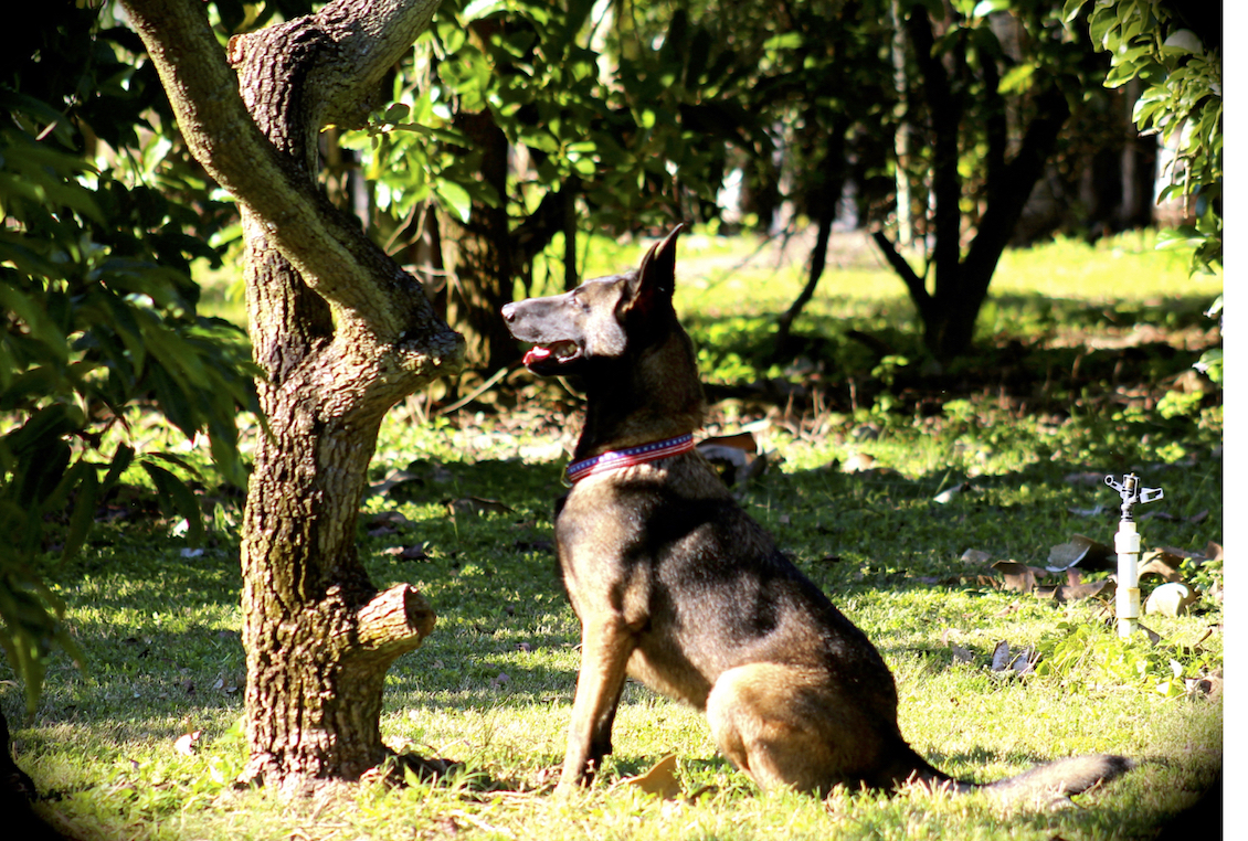 Dogs can detect deadly fungal disease in avocado trees