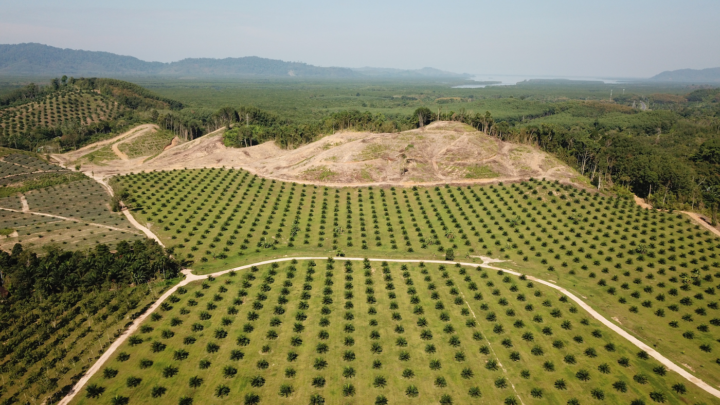 Growing demand for palm oil means deforestation, carbon emissions