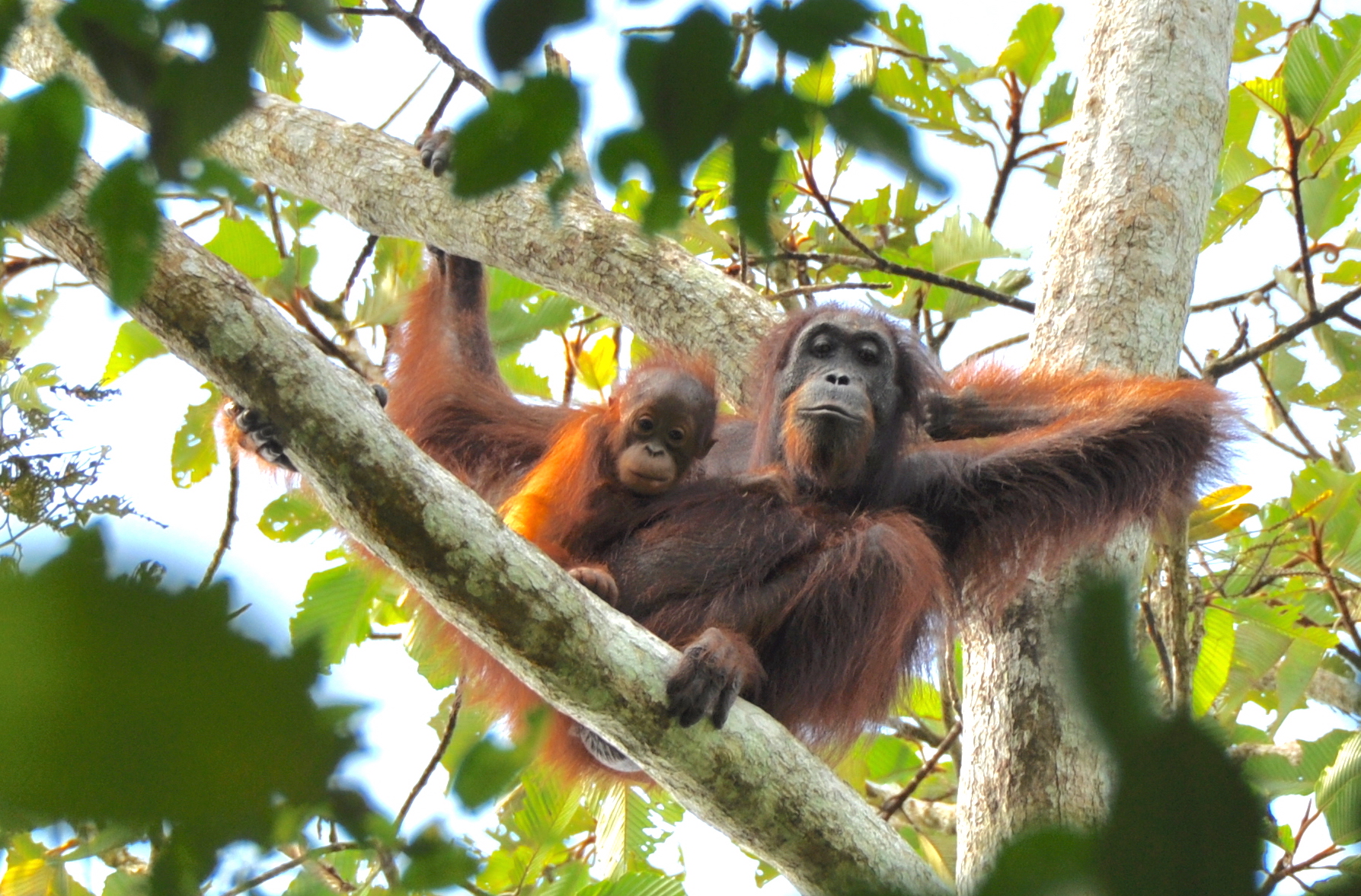 Long-term interactions with humans changed orangutans forever