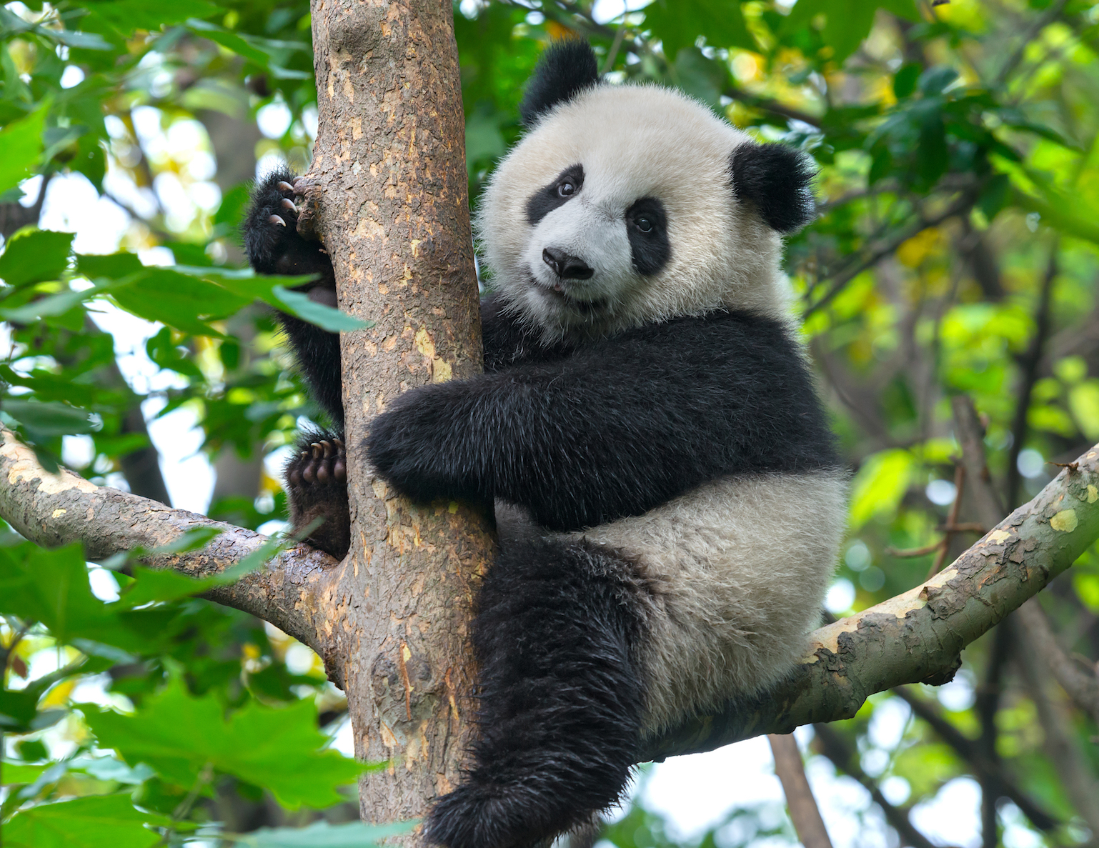 Panda conservation can generate billions of dollars in value