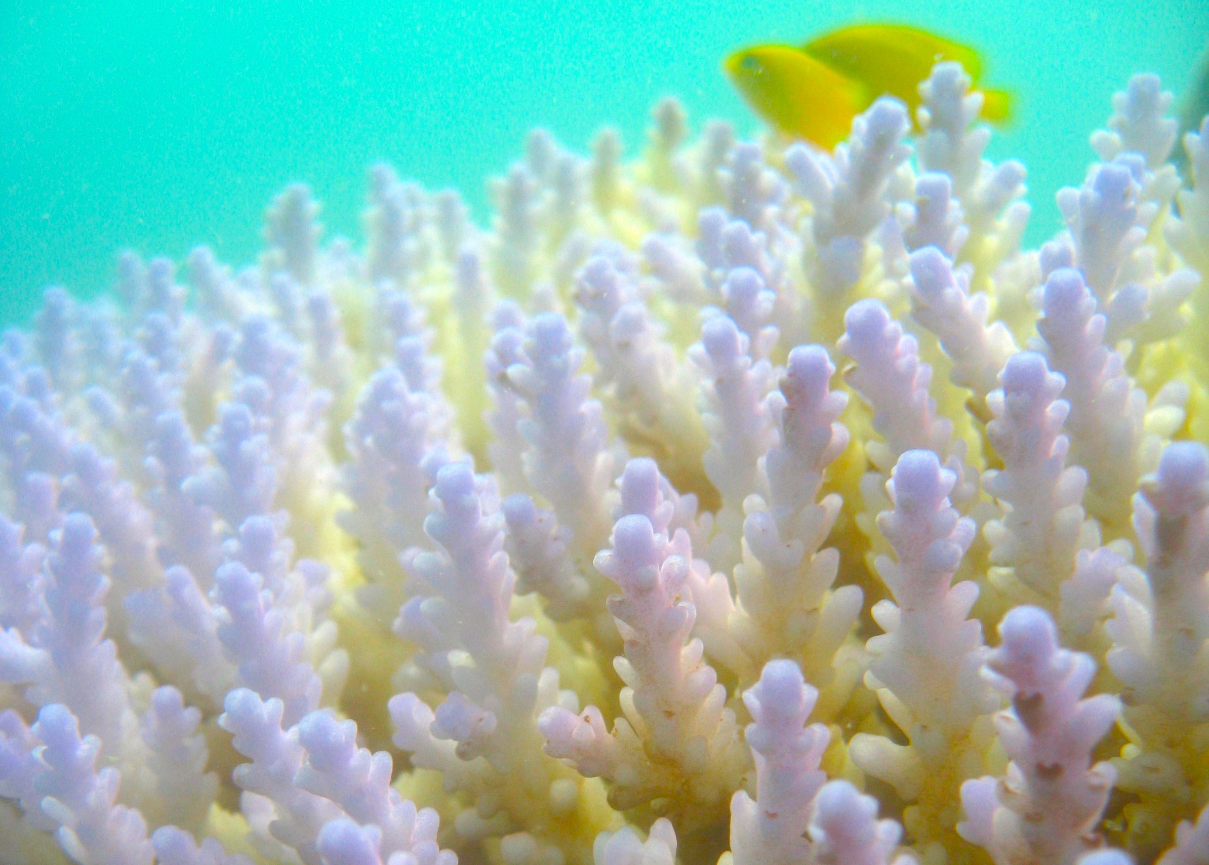 Immune health may be key to saving the world’s corals