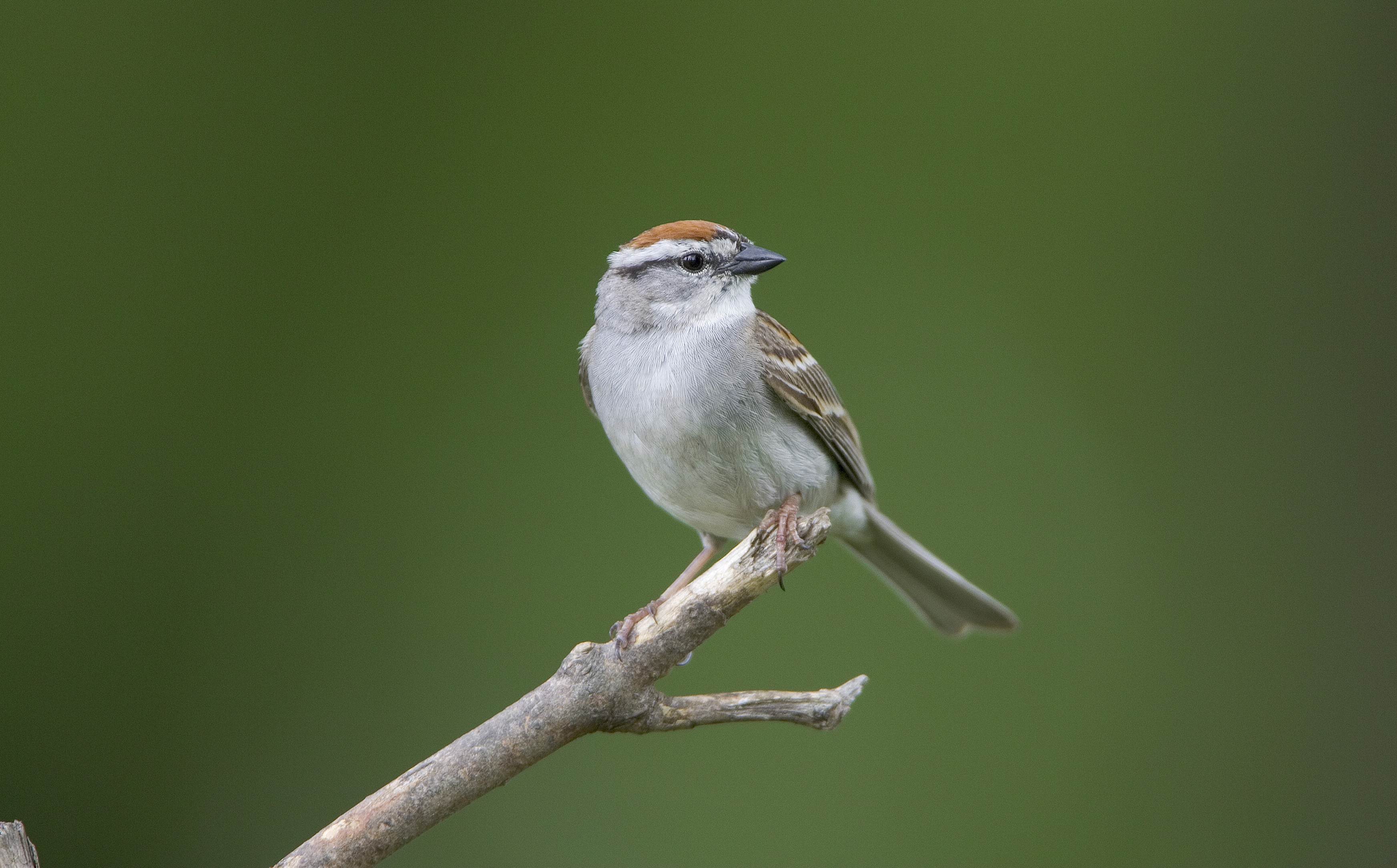 Alternative habitats shown to be important to bird populations