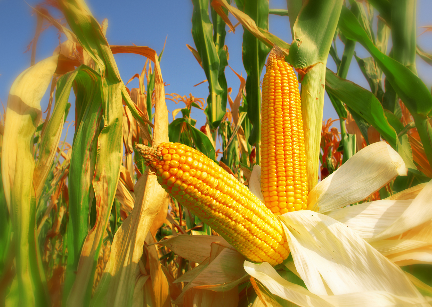 Defense mechanisms in corn actually attract its worst enemy