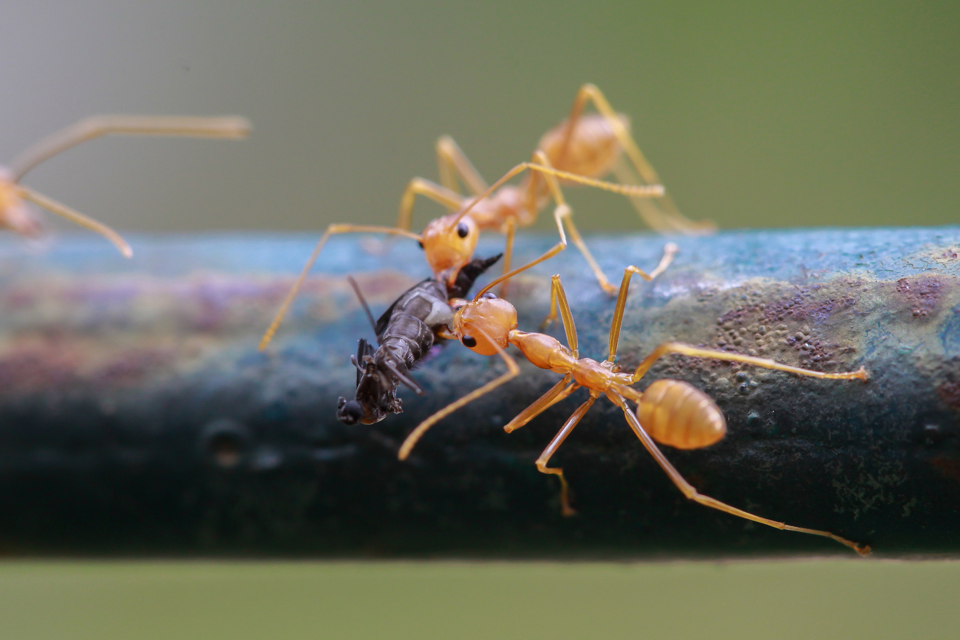 Ants and bees prove how putting the community first pays off